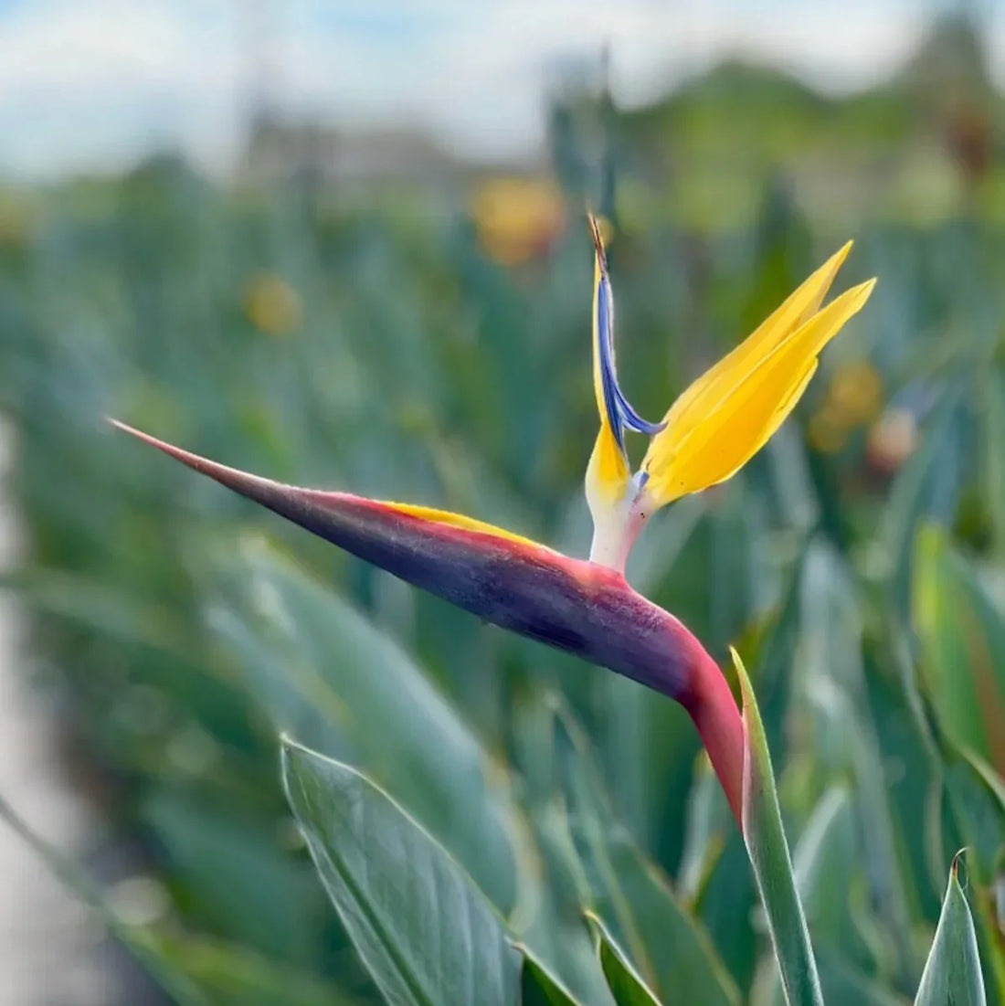 Rainbow Strelitzia flower seeds