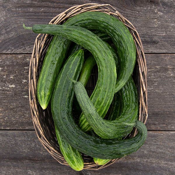 Suyo Long Cucumber Seeds for Planting – Heirloom Non-GMO Garden Seeds