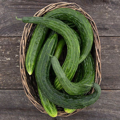 Suyo Long Cucumber Seeds for Planting – Heirloom Non-GMO Garden Seeds