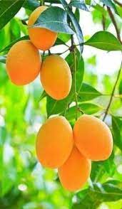 Sweet Mango Fruit Seeds for Planting – Heirloom Non-GMO Garden Seeds