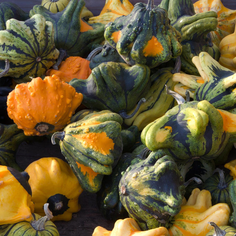 Thorn Gourd Seeds for Planting – Heirloom Non-GMO Garden Seeds