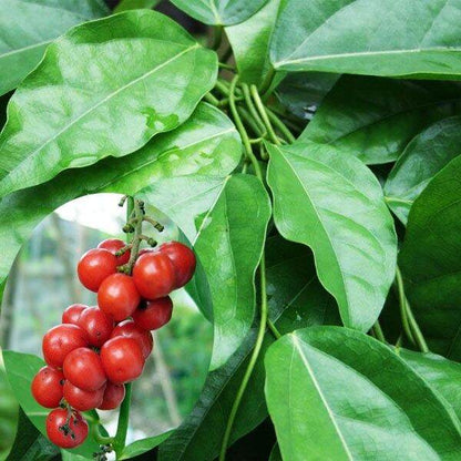 tiliacora fruit seeds