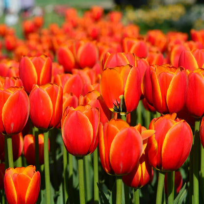 Orange Gray flower seeds