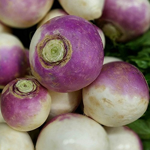 Turnip Seeds for Planting – Heirloom Non-GMO Garden Seeds