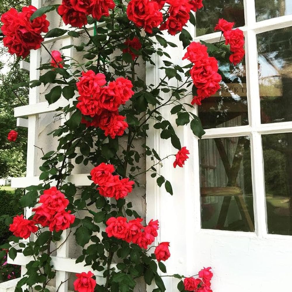 Climbing Rose flower seeds