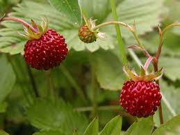 Vesca Baron Strawberry Fragaria vesca Fruit Seeds for Planting – Heirloom Non-GMO Garden Seeds