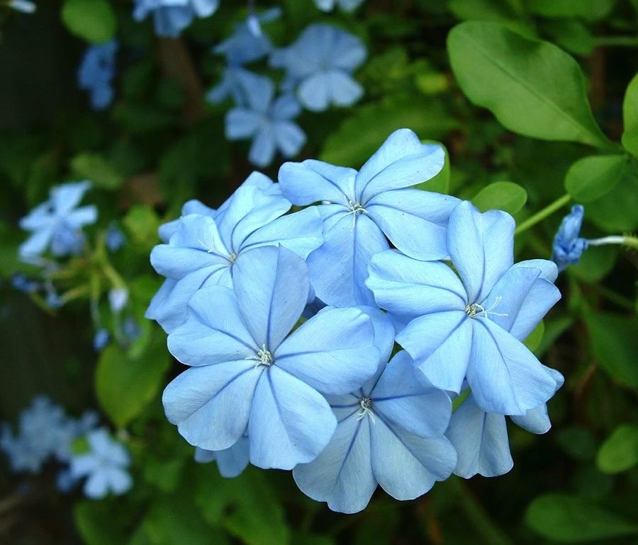 Light Blue flower seeds