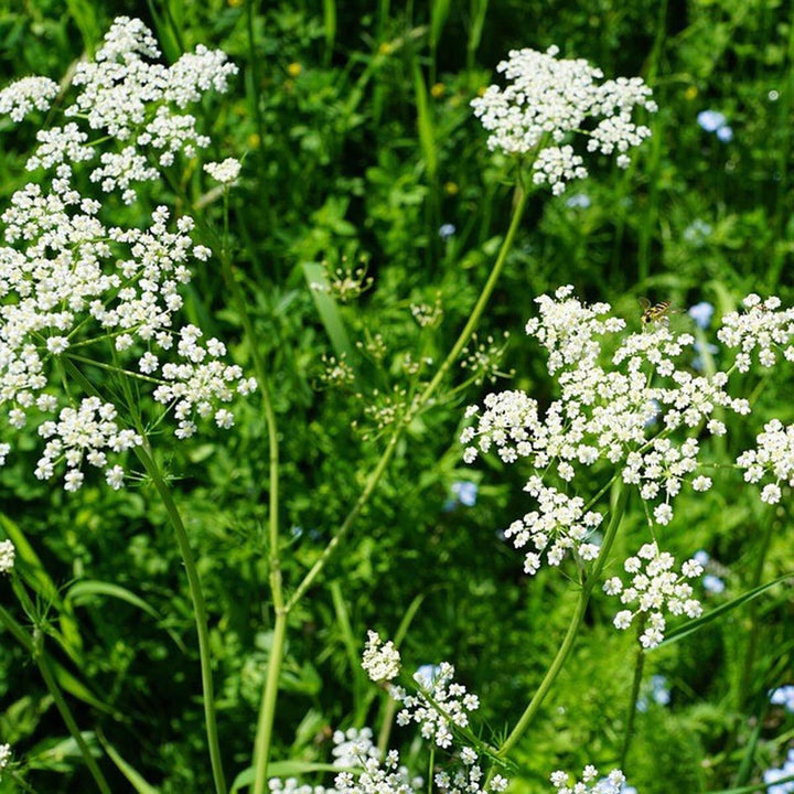 White Anise Herb Seeds for Planting – Heirloom Non-GMO Garden Seeds