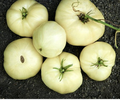 White Tomato Seeds for Planting – Heirloom Non-GMO Garden Seeds