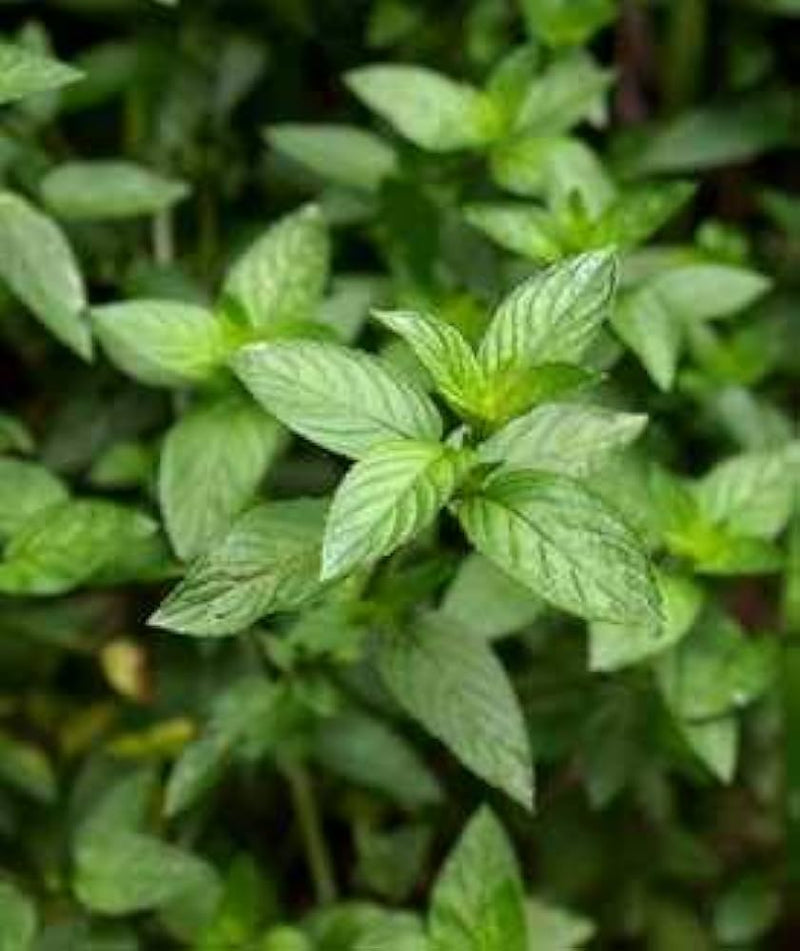 Wild Mint Herb Seeds for Planting – Heirloom Non-GMO Garden Seeds