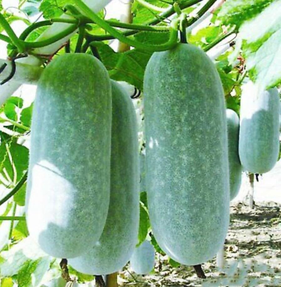 Winter Melon Seeds