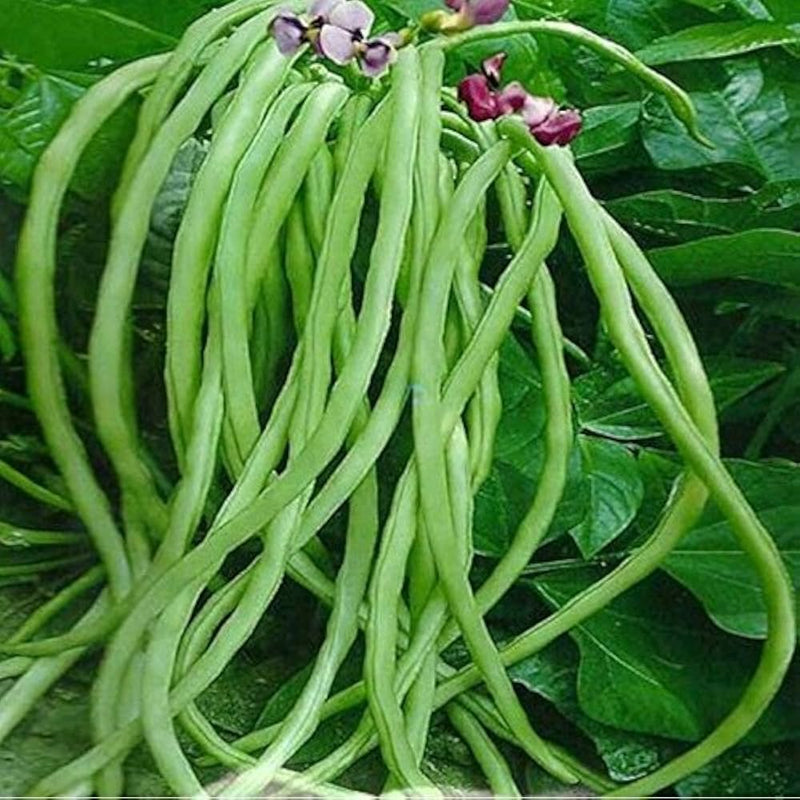 Yardlong Bean Vegetable Seeds for Planting – Heirloom Non-GMO Garden Seeds