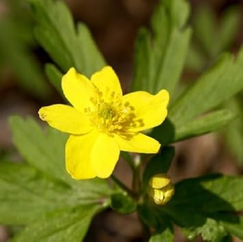 Yellow Anemone flower seeds