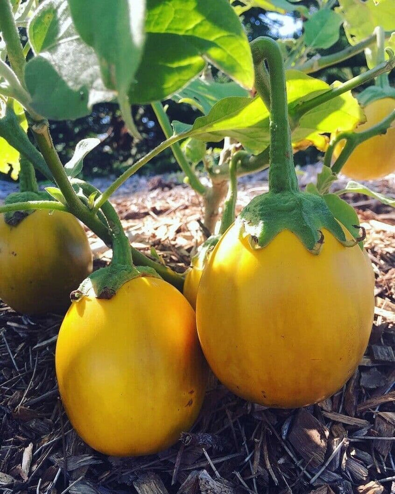 Yellow Eggplant Seeds for Planting – Heirloom Non-GMO Garden Seeds