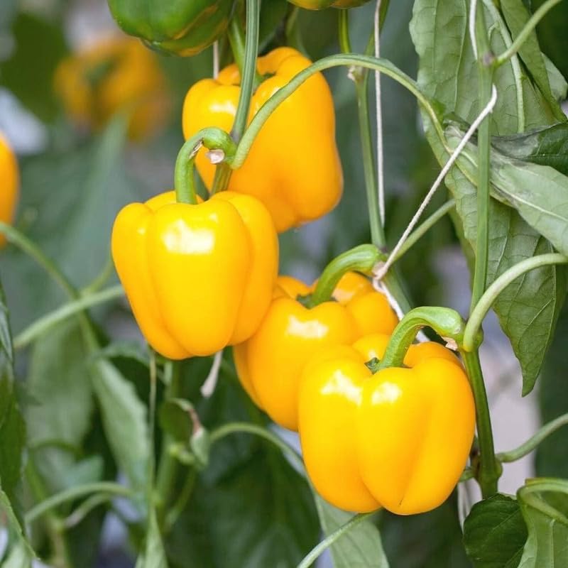 Yellow Bell Pepper Seeds for Planting – Heirloom Non-GMO Garden Seeds