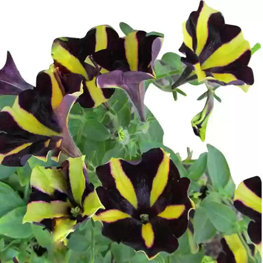 Yellow Black flower seeds