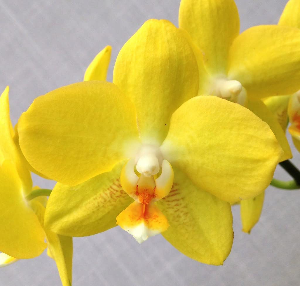 Yellow Phalaenopsis flower seeds