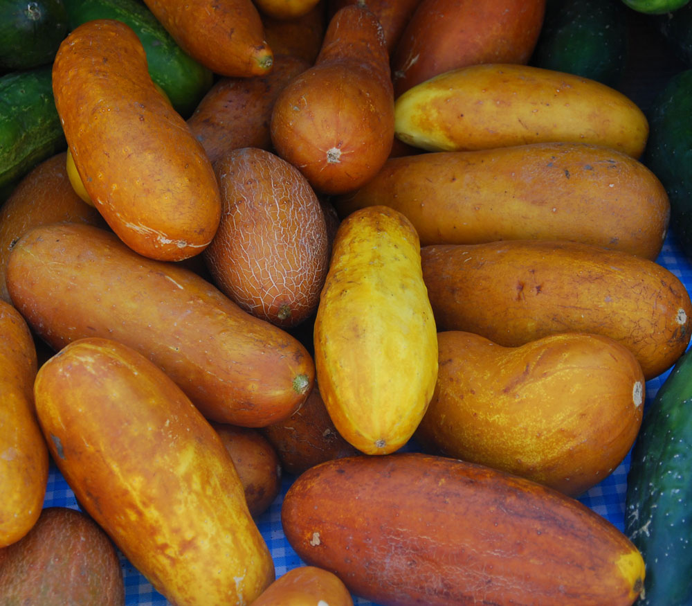 Yellow Cucumber Seeds