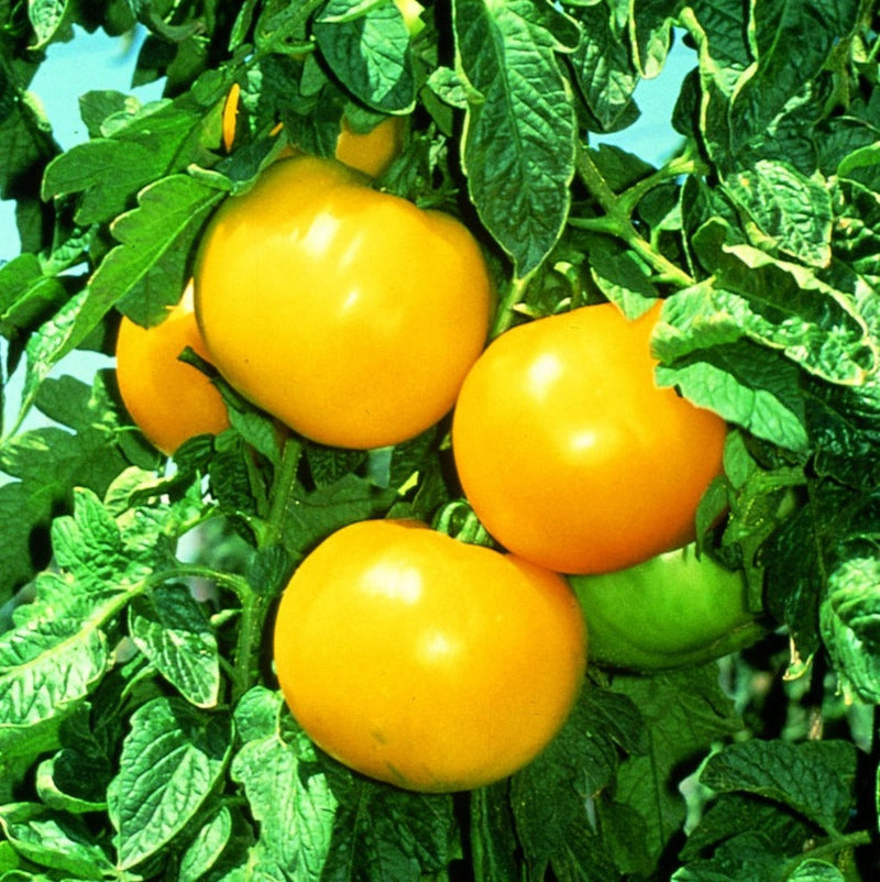 Yellow Green Tomato Seeds for Planting – Heirloom Non-GMO Garden Seeds