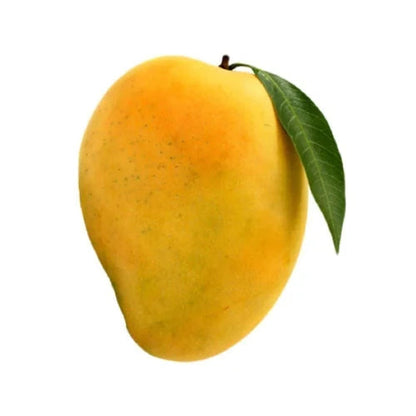 Yellow Mango Fruit Seeds for Planting – Heirloom Non-GMO Garden Seeds