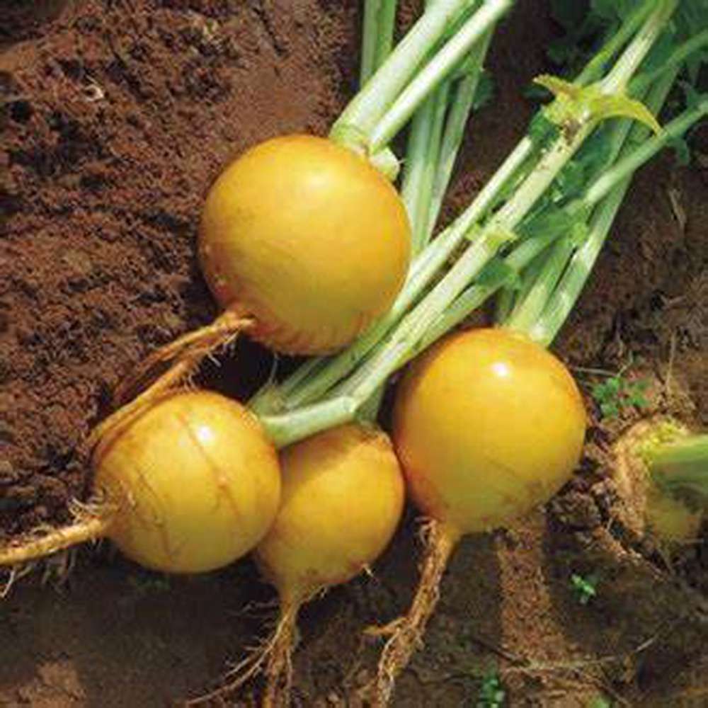 Yellow Radish Seeds