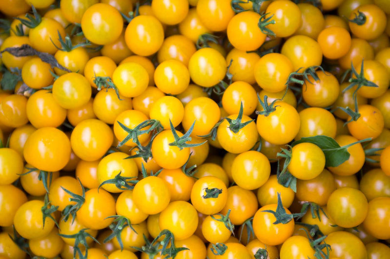 Yellow Tomato Seeds for Planting – Heirloom Non-GMO Garden Seeds