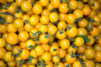 Yellow Tomato Seeds for Planting – Heirloom Non-GMO Garden Seeds