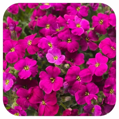 Pink Aubrieta flower seeds