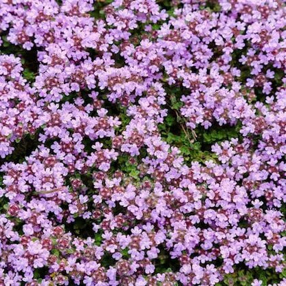 Creeping Thyme plant