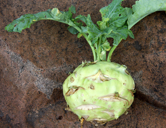 Noolkol vegetable seeds for planting