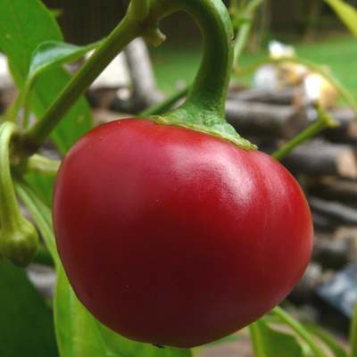 Basque Nora Pepper Seeds