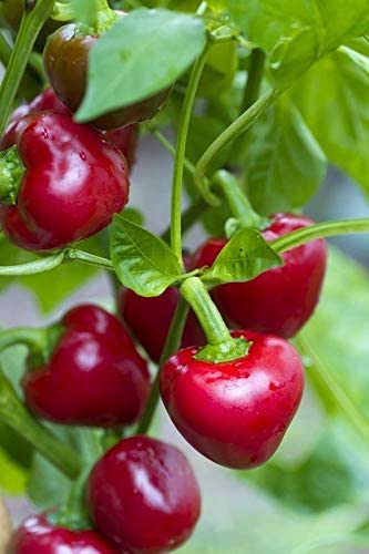 Nora Pepper Seeds