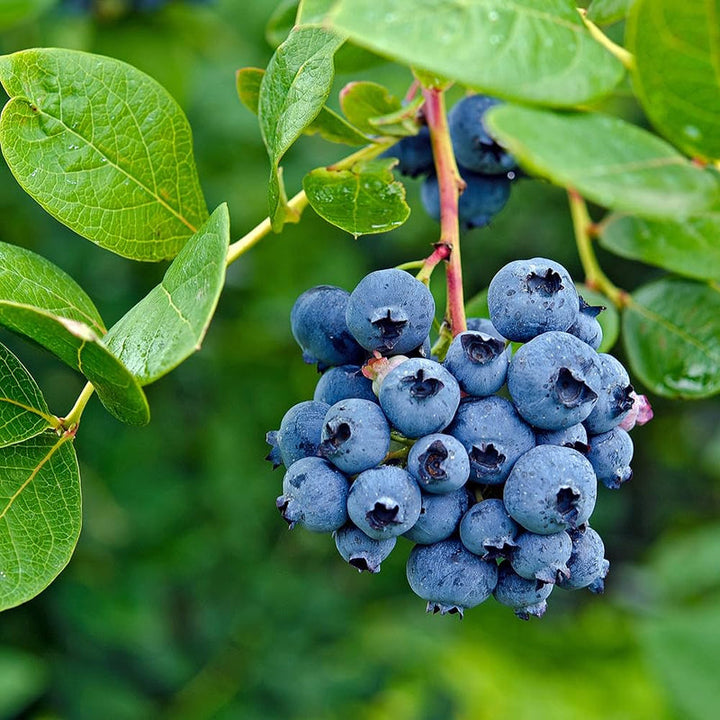 North American Blueberry Fruit Seeds for Planting with blueberry plant and ripe berries