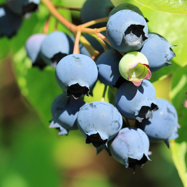 North American Blueberry Fruit Seeds for Planting with blueberry plant and ripe berries