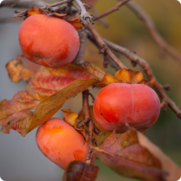 north american persimmon seeds