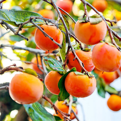 North American Persimmon Fruit Seeds for Planting – Heirloom Non-GMO Garden Seeds