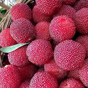 northern bayberry seeds