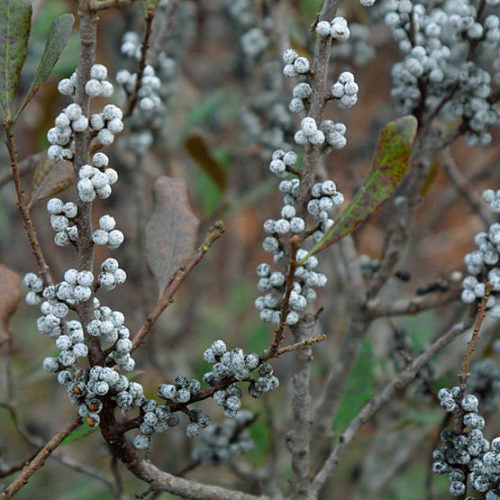 bayberry fruit seeds