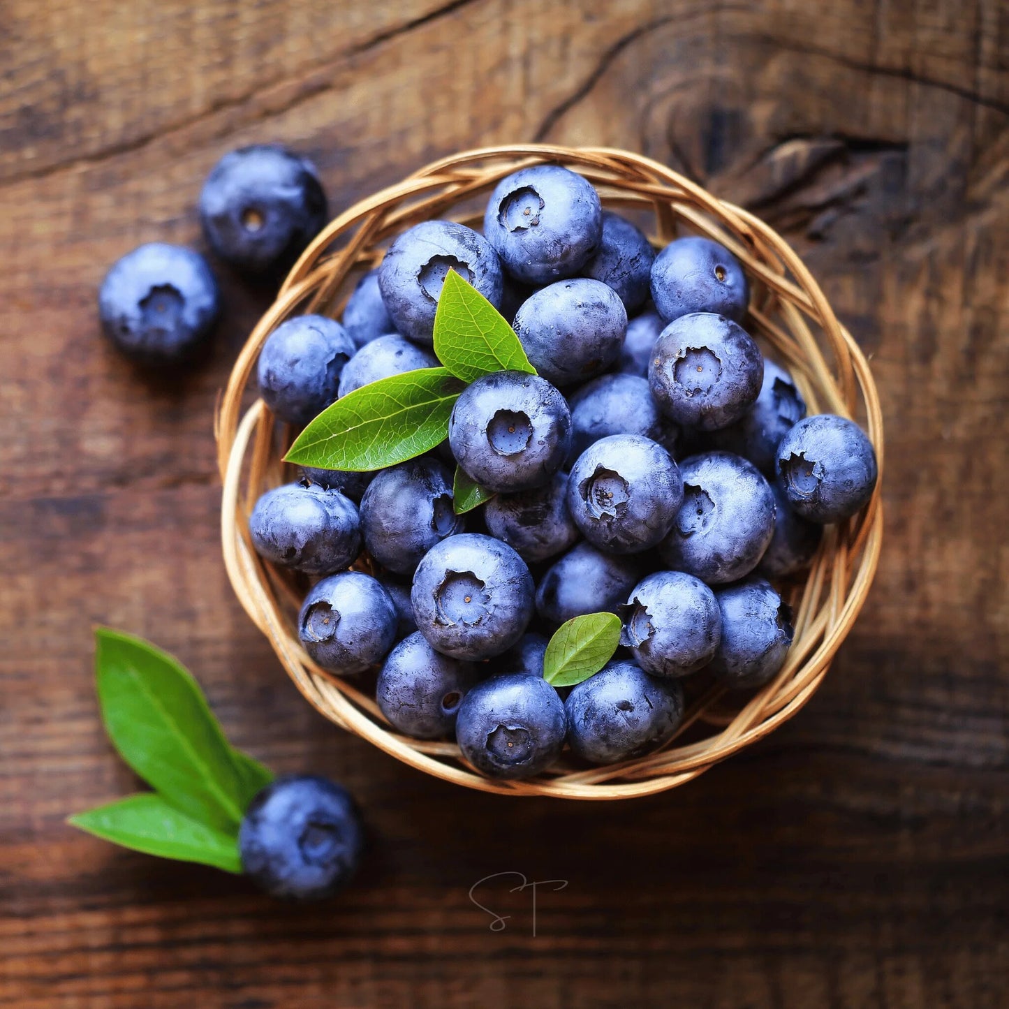 Northern Highbush Blueberry Fruit Seeds – Vaccinium corymbosum Garden Seeds