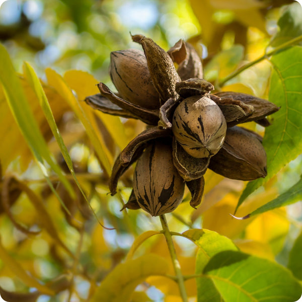 northern pecan seeds