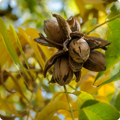 northern pecan seeds