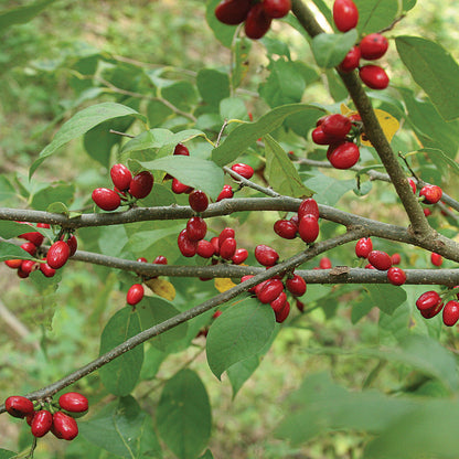 spicebush berry seeds