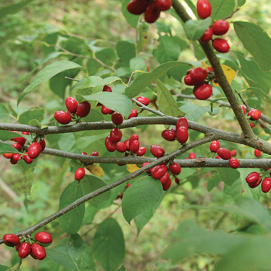 spicebush berry seeds
