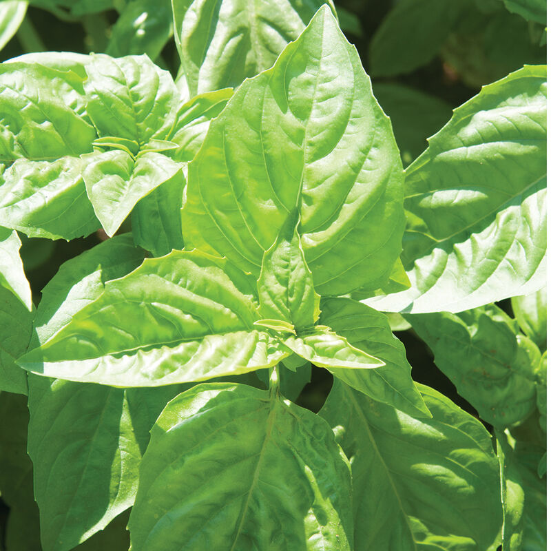 Nufar Basil Herb Seeds for Planting – Heirloom Non-GMO Garden Seeds