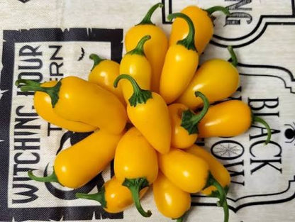 NuMex Lemon Spice Jalapeño peppers growing on a healthy garden plant with green and yellow fruits