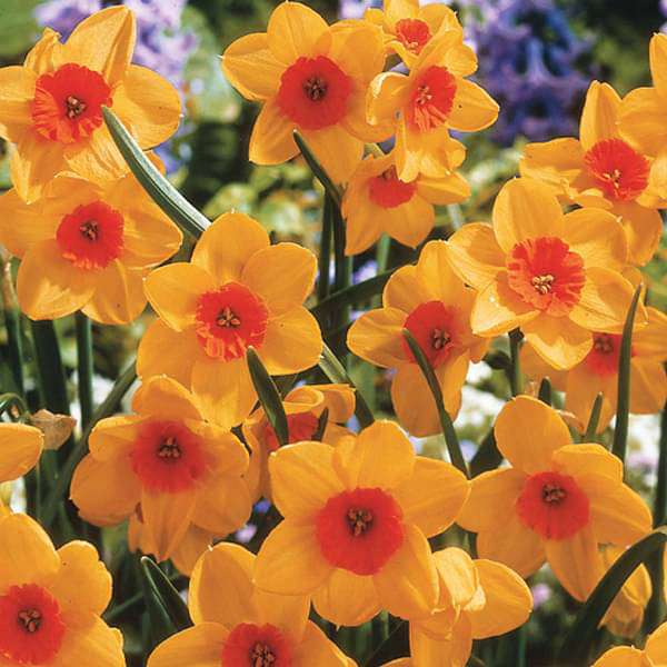 Orange Daffodil flower seeds
