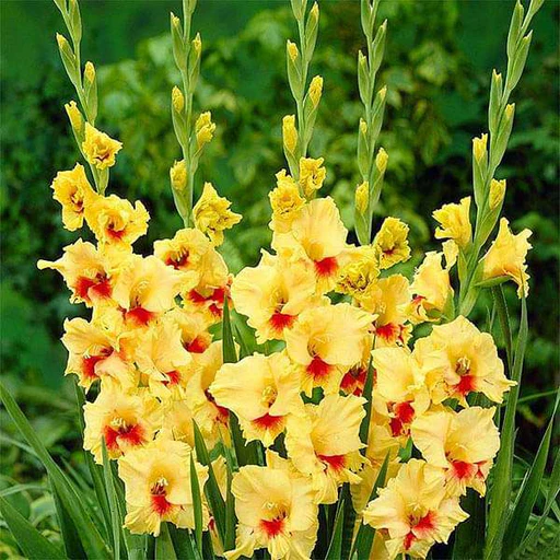 Yellow Red flower seeds