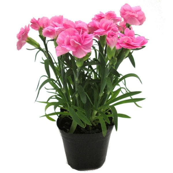 Pale Pink flower seeds