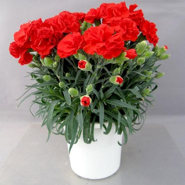 Carnation Red flower seeds