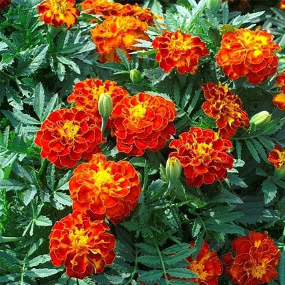 French Marigold flower seeds